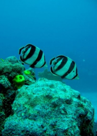 Maravillas del fondo del mar